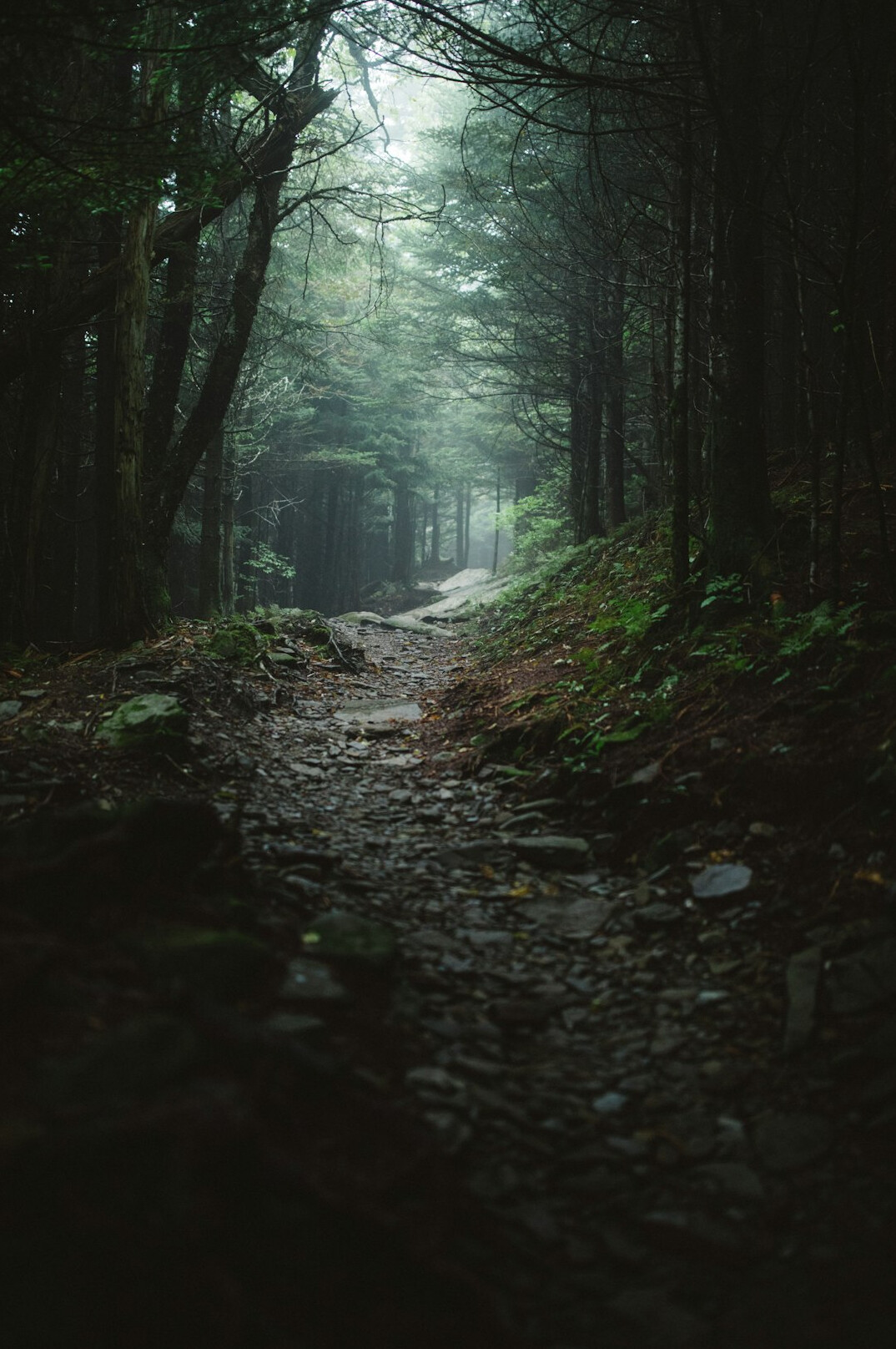 suspenseful forest path at dusk