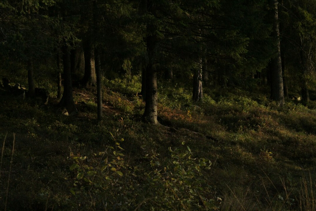 scandinavian forest mystery